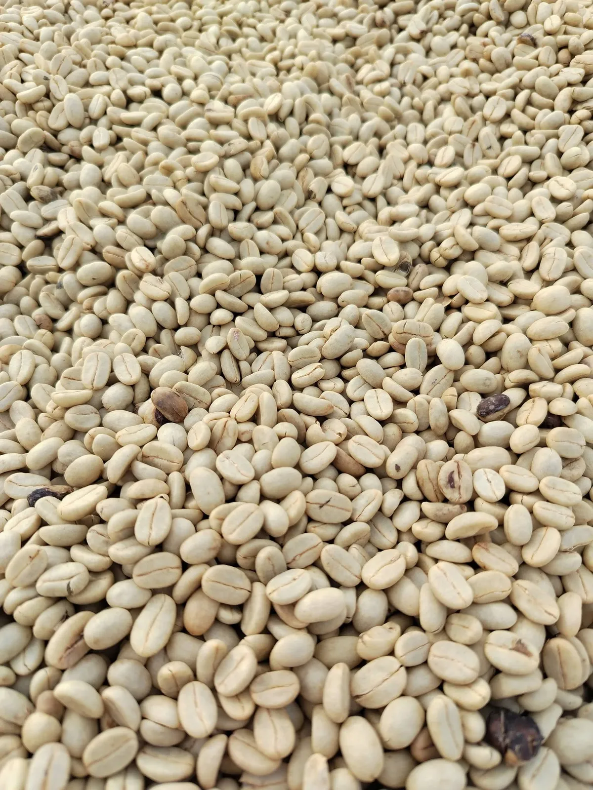 Café Pergamino